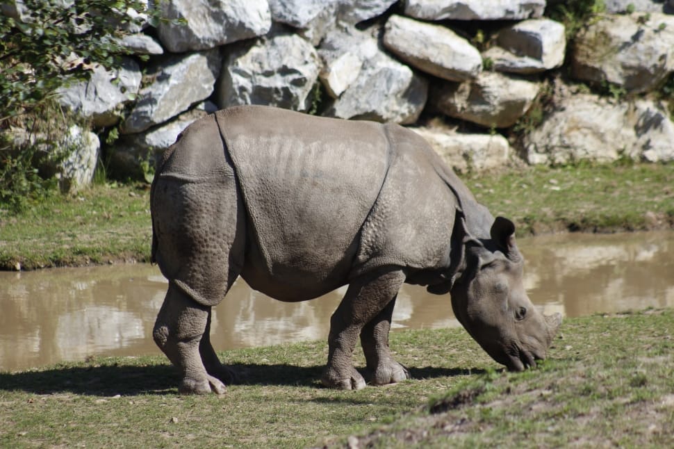 gray rhino preview