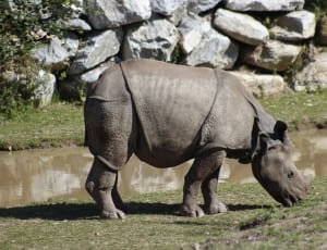 gray rhino thumbnail