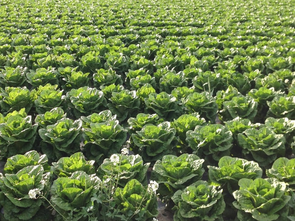 green spinach field free image | Peakpx