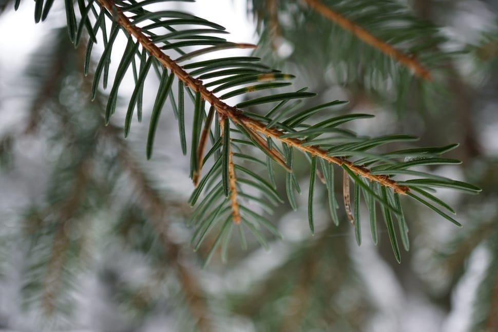 pine tree leaf preview