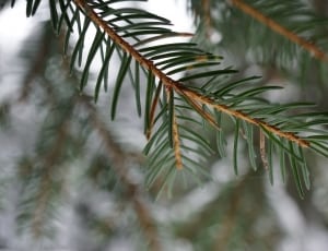 pine tree leaf thumbnail