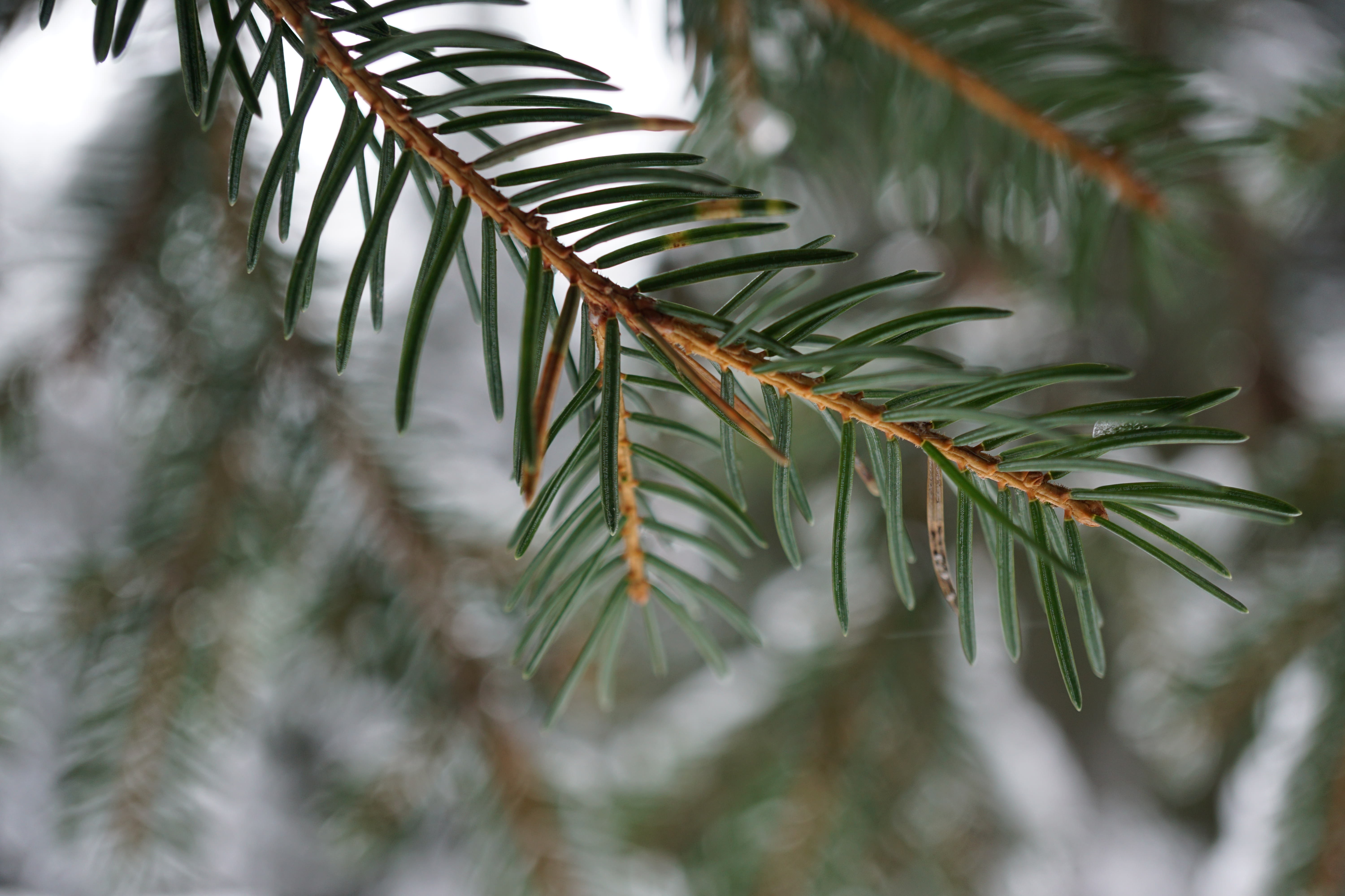 pine tree leaf