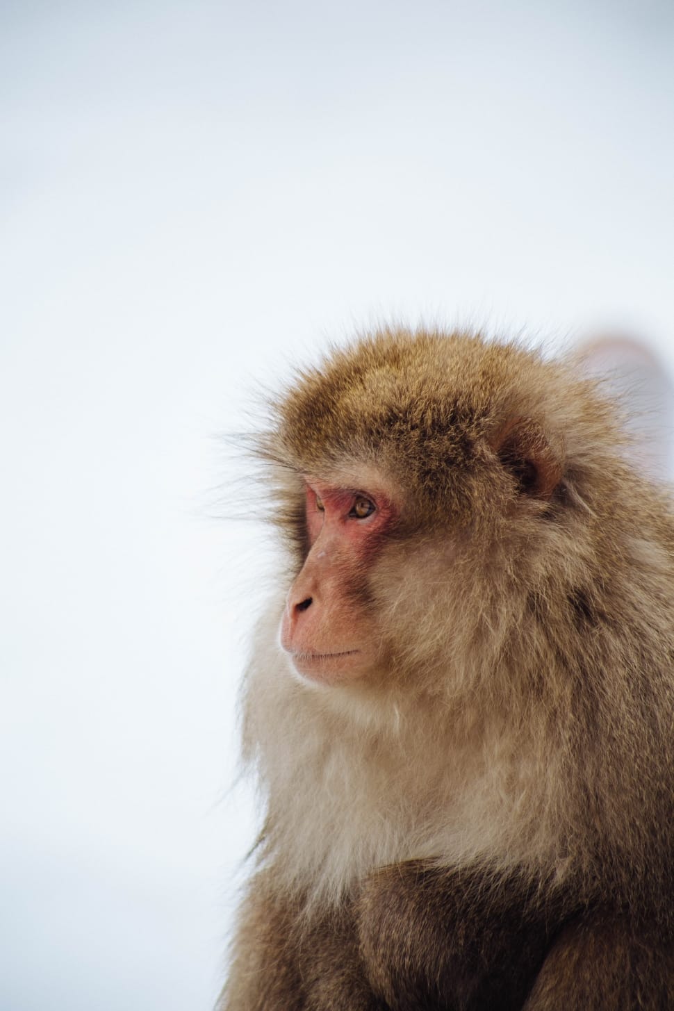 brown and beige snow monkey preview