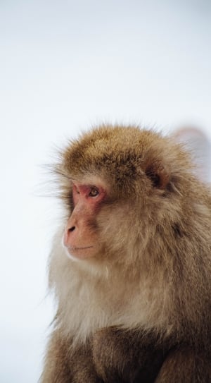 brown and beige snow monkey thumbnail