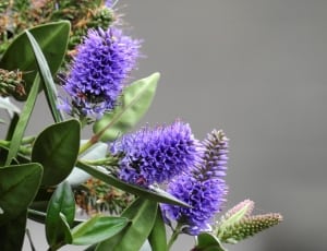 shallow focus of purple flower with green leaves thumbnail