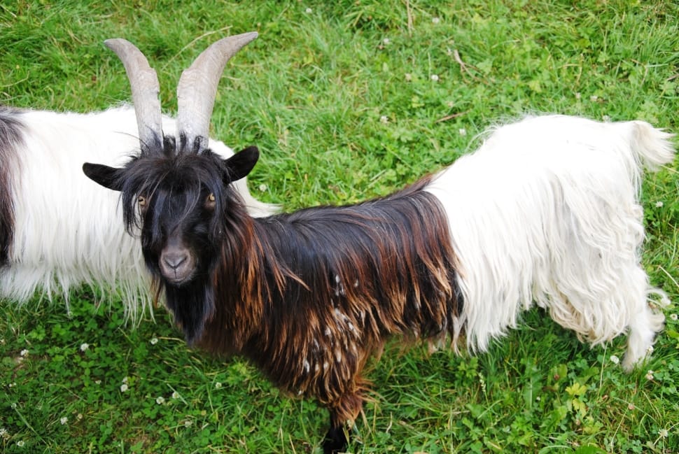 white and brown goat preview