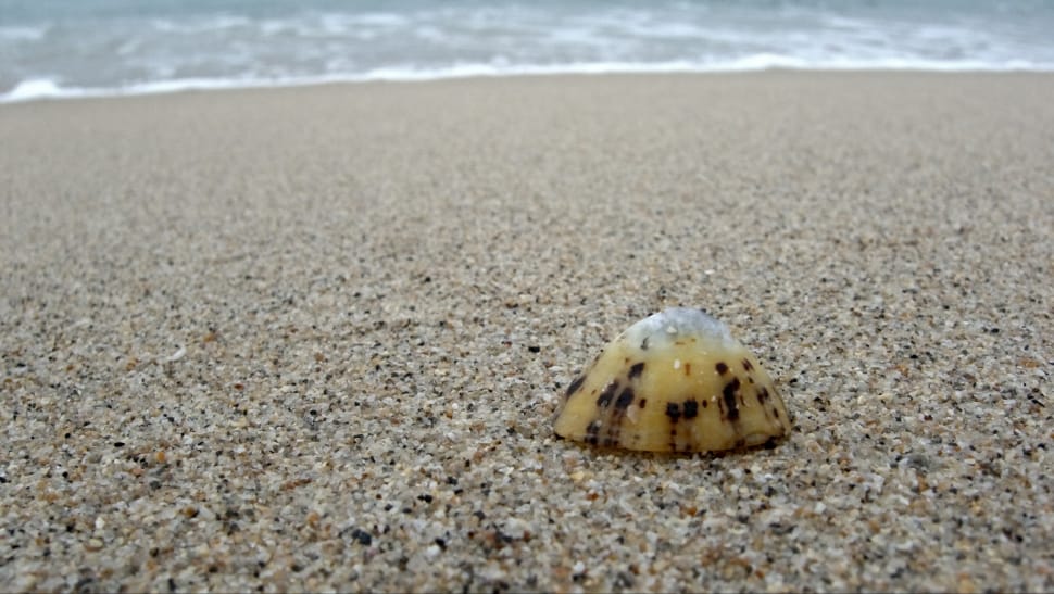 beige seashell preview