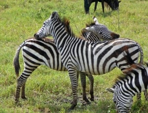 three zebra grazing on grass during daytime thumbnail