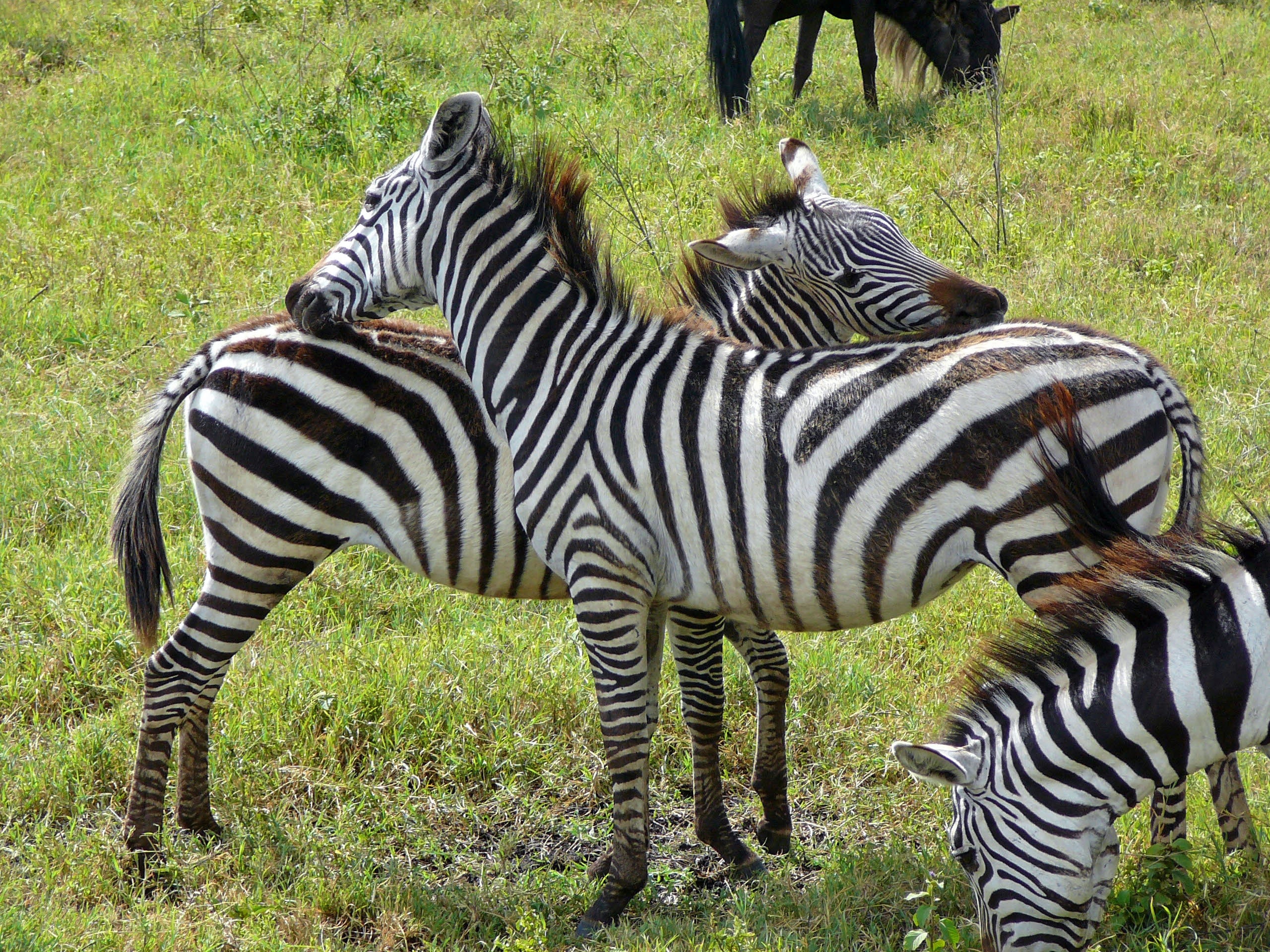 three zebra grazing on grass during daytime