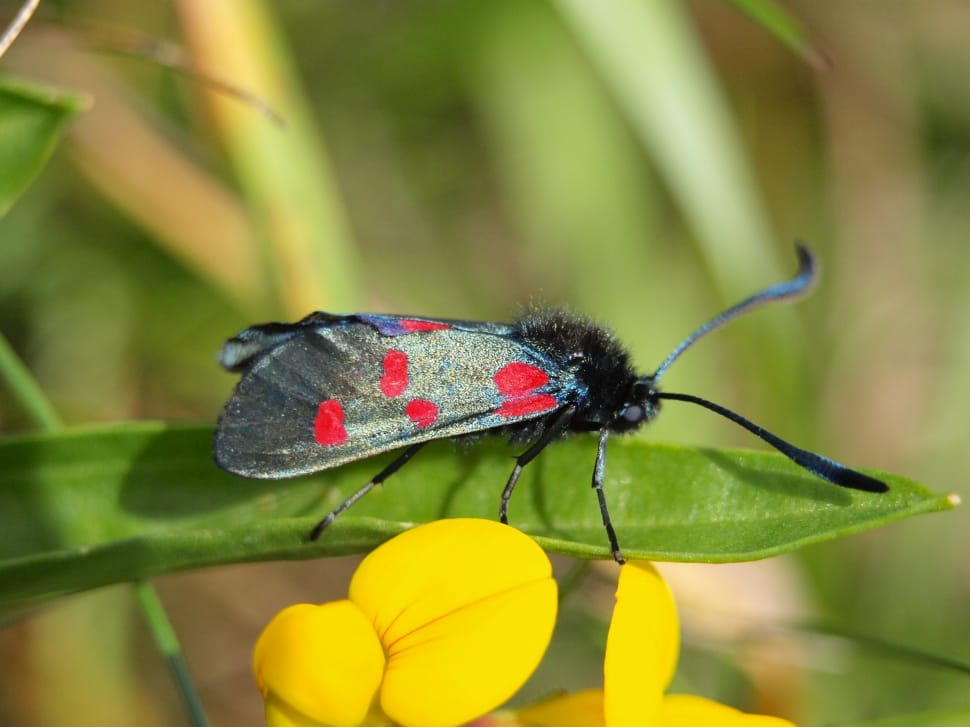 black red and gree moth preview