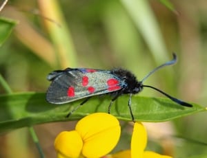 black red and gree moth thumbnail