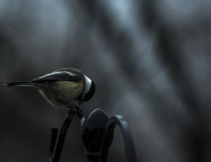 brown, black and white bird thumbnail