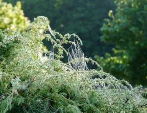 green leaf plant and spide web thumbnail