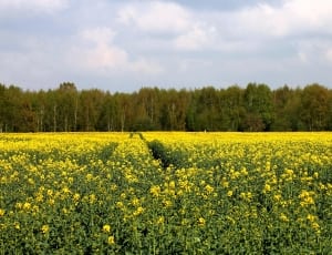 yellow and green flower fields thumbnail
