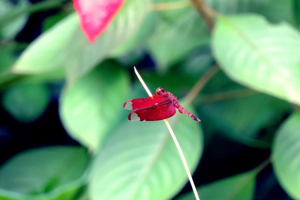 red dragonfly in stick preview