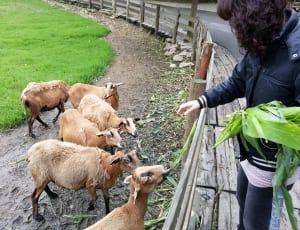 six brown goats near brown wooden fence near woman feeding them thumbnail