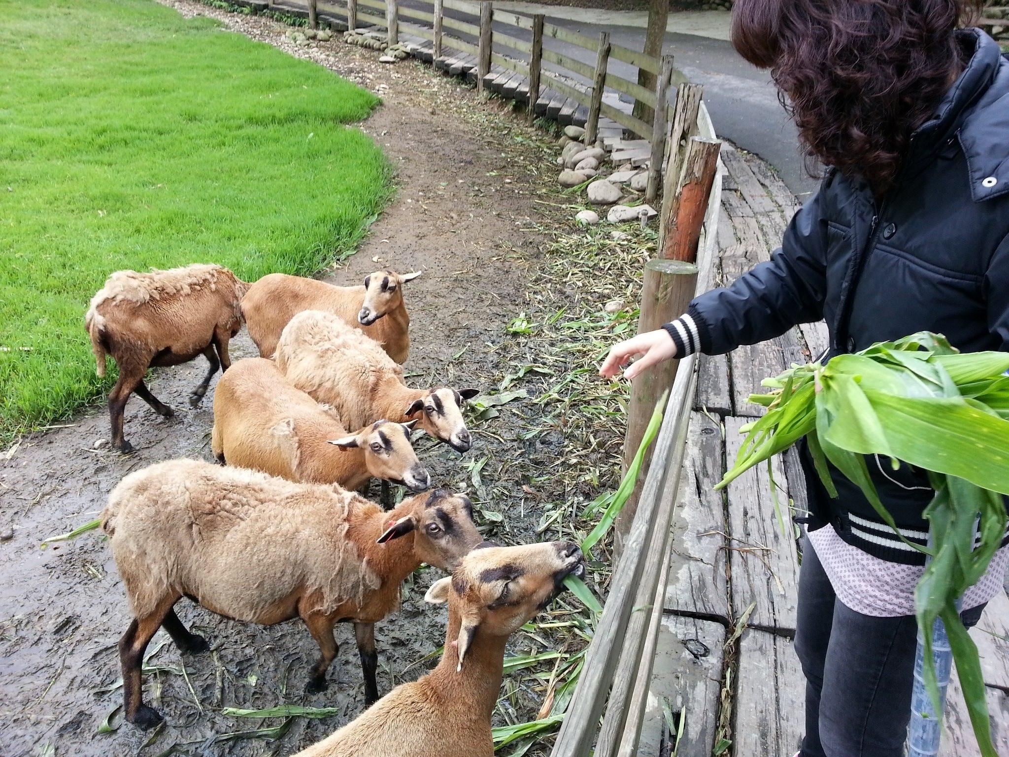 six brown goats near brown wooden fence near woman feeding them