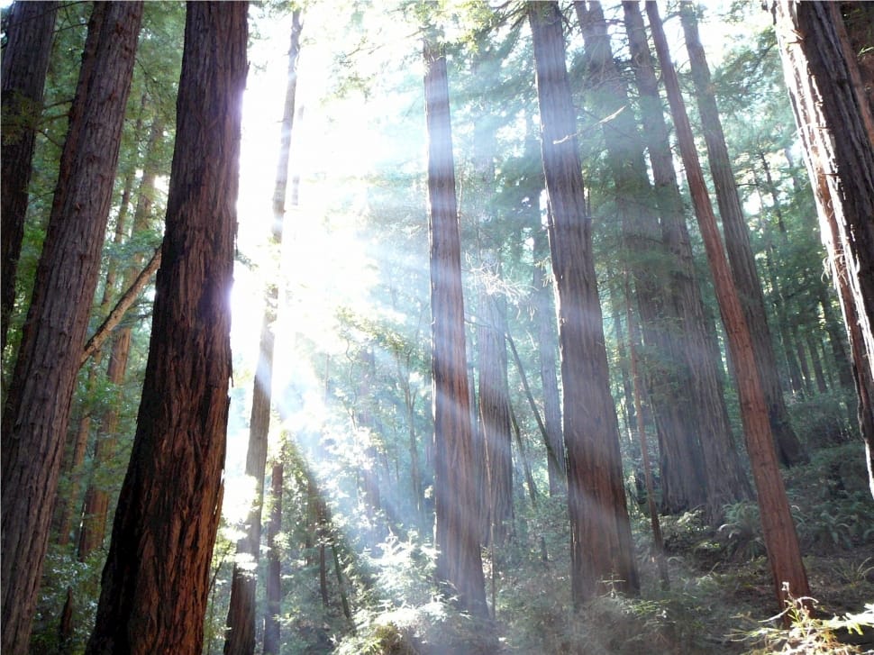 redwood national park preview