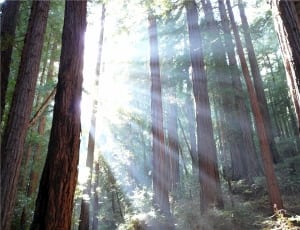 redwood national park thumbnail