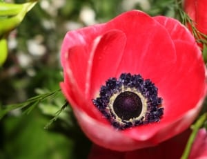Anemone, Flower, Frühlingsanemone, Bloom, ,  thumbnail