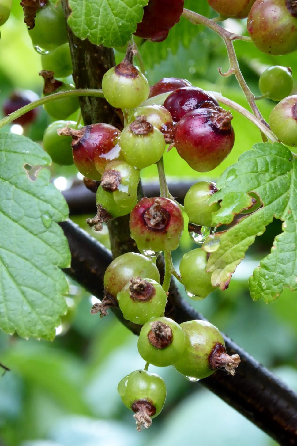 Currant, Fruit, Soft Fruit, Fruits, fruit, food and drink preview