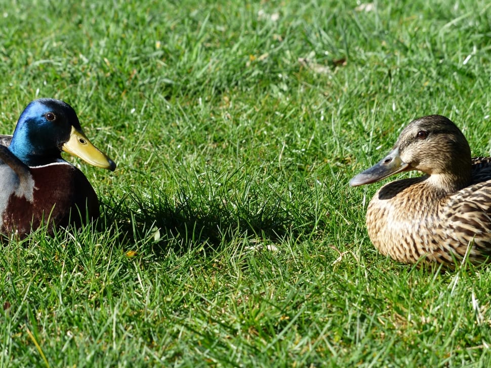 2 mallard ducks preview