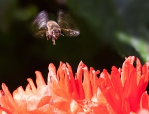 brown honey bee and red petaled flower thumbnail