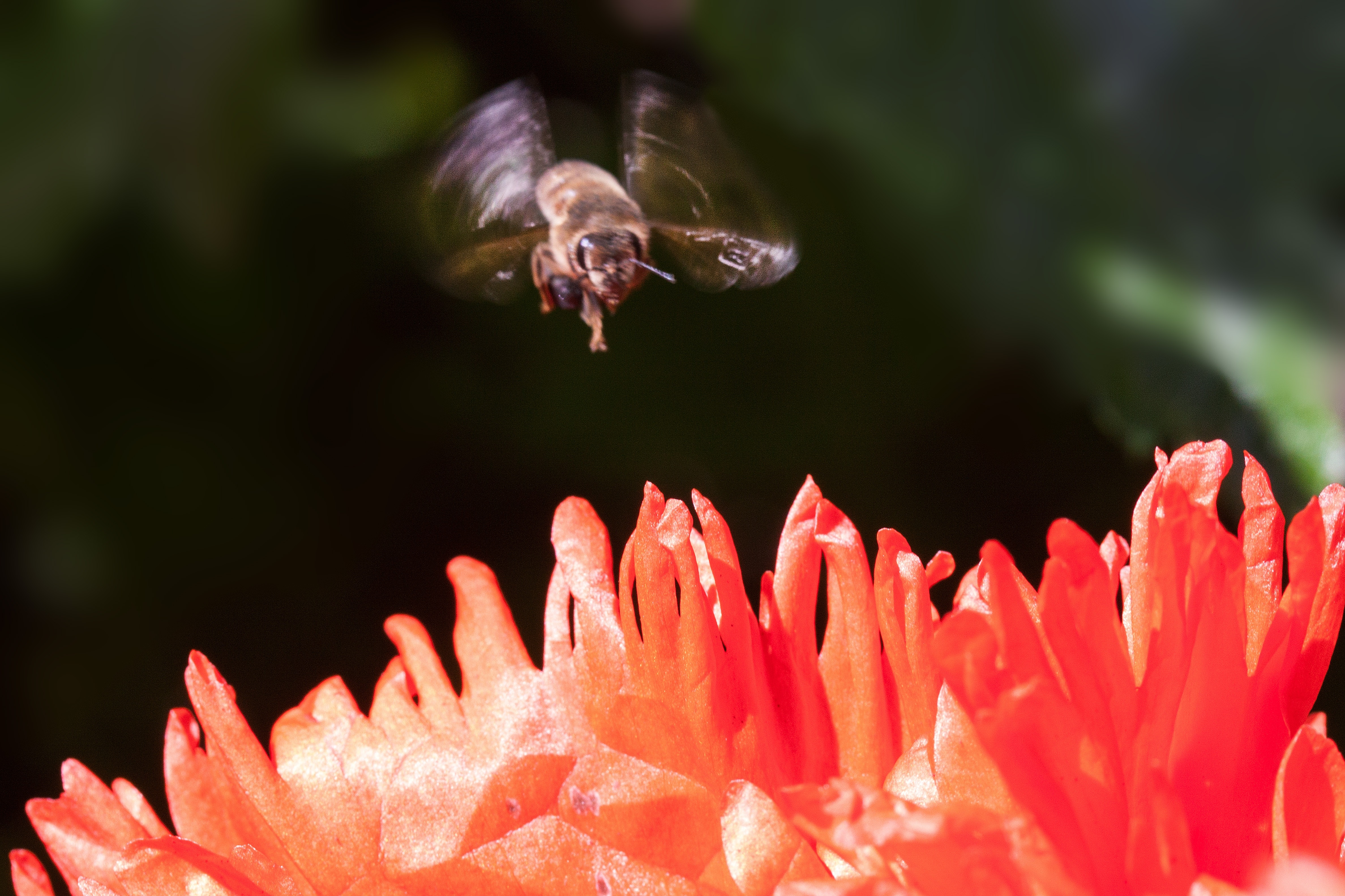 brown honey bee and red petaled flower