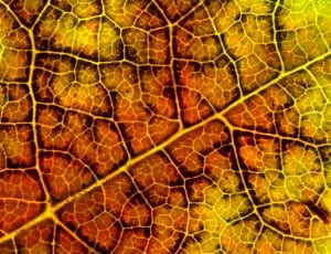 orange and yellow maple leaf thumbnail