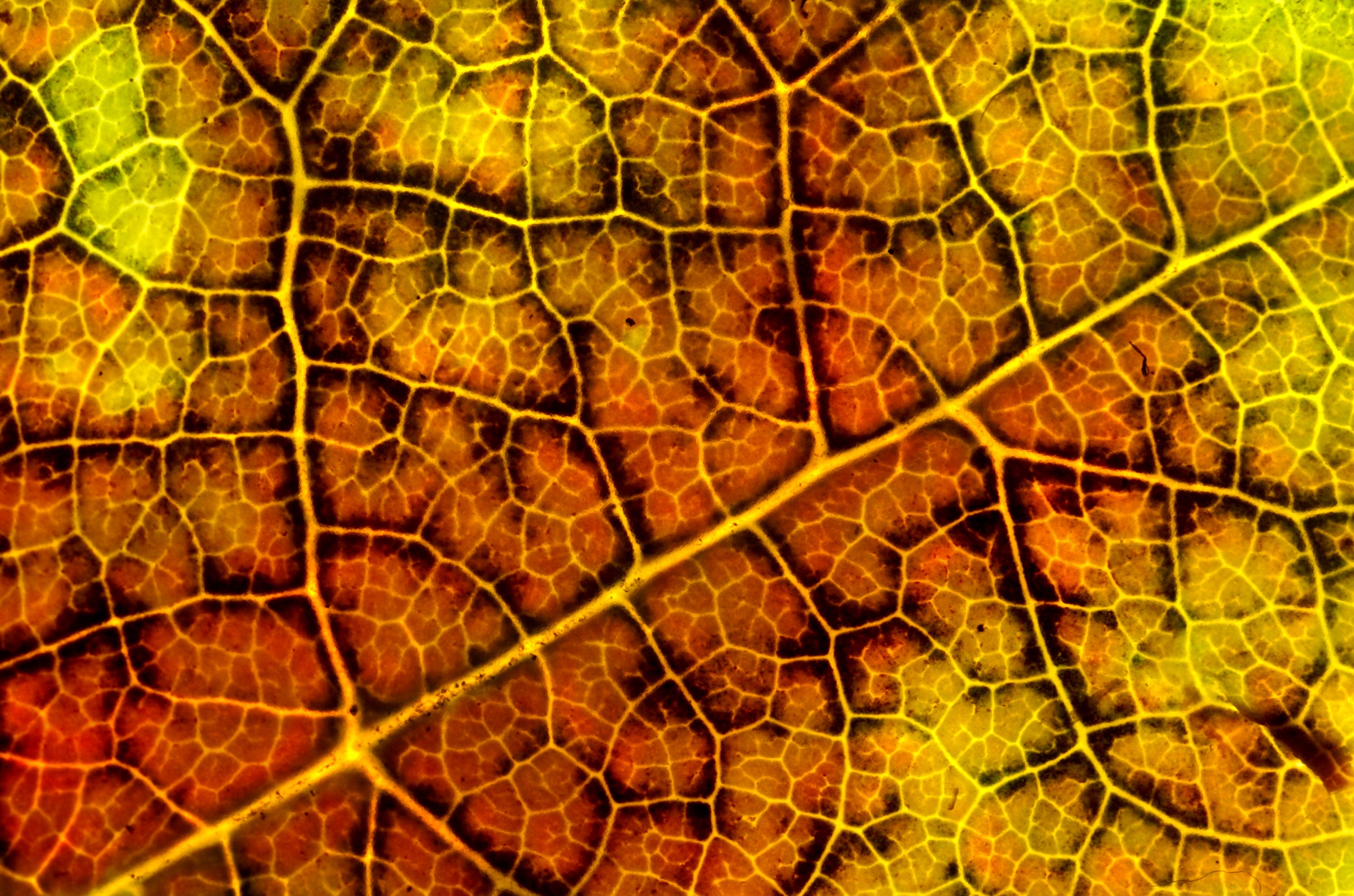 orange and yellow maple leaf