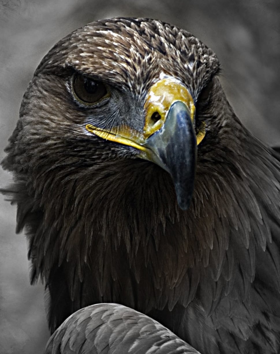 black eagle preview