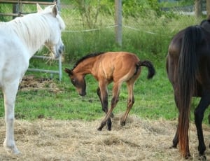 2 brown and white horse and 1 colt horse thumbnail