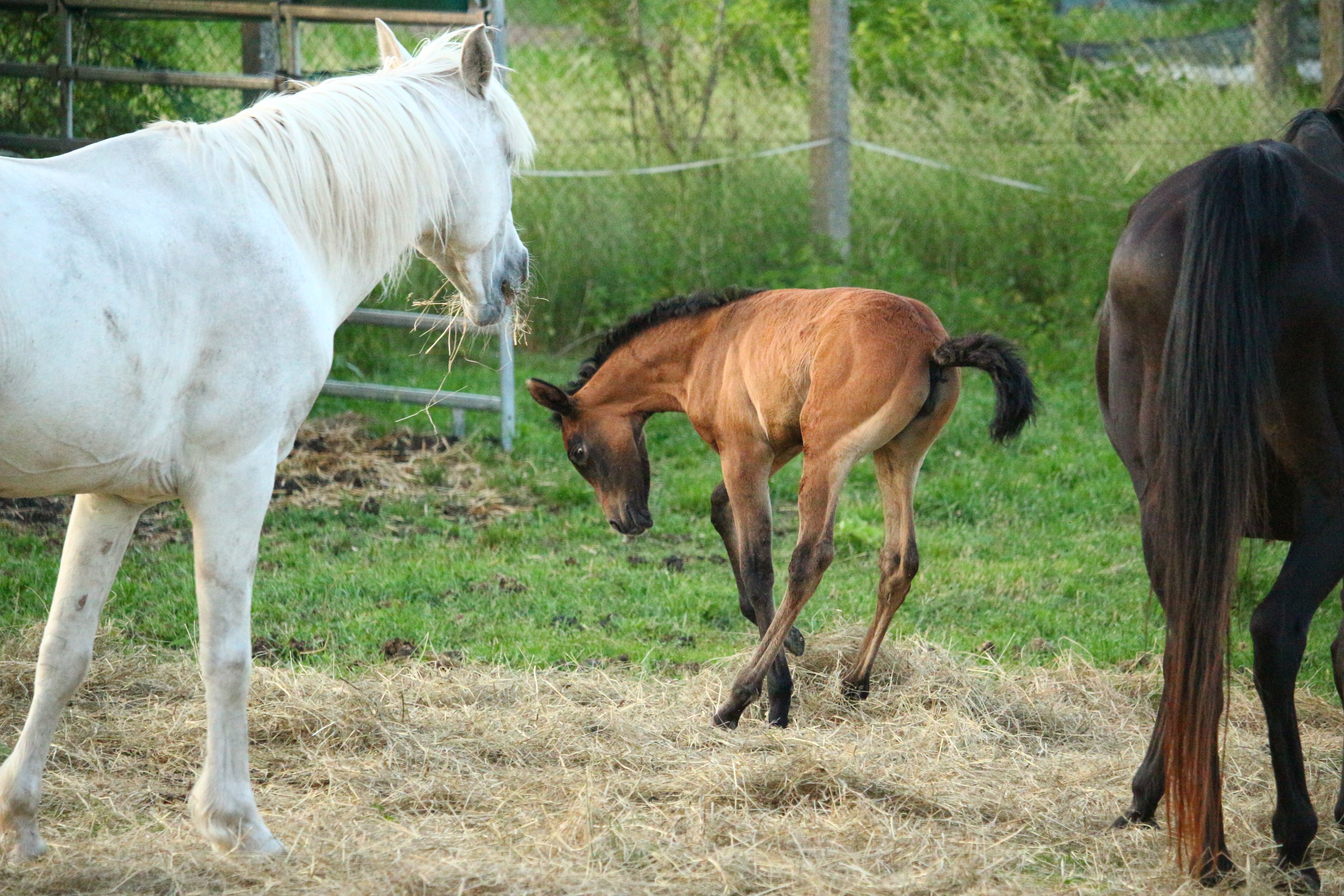 2 brown and white horse and 1 colt horse