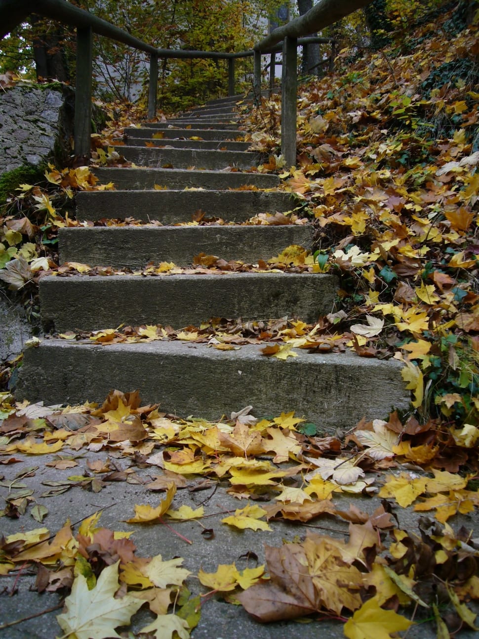 gray concrete stairs and maple leaf preview