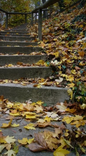 gray concrete stairs and maple leaf thumbnail