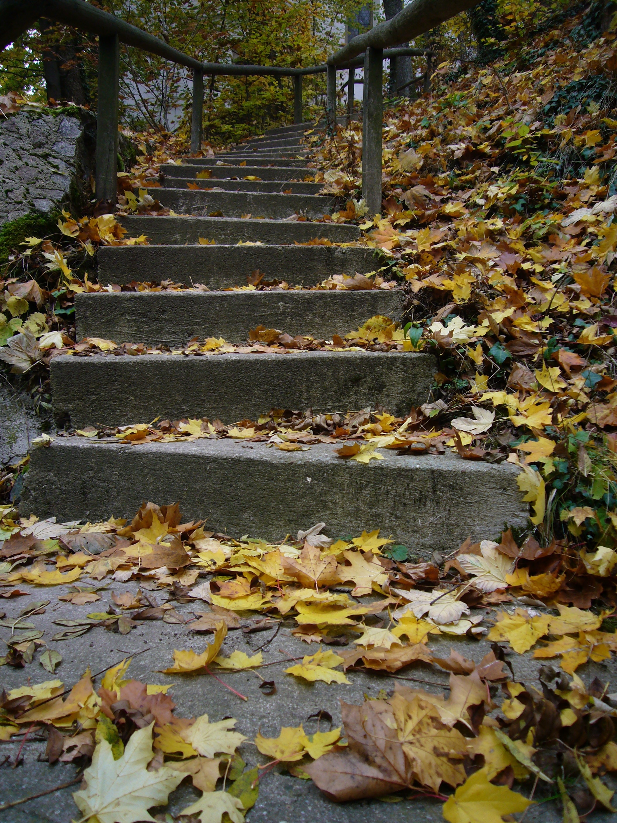 gray concrete stairs and maple leaf