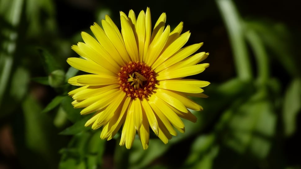 closeup of yellow petal flower during daytime preview