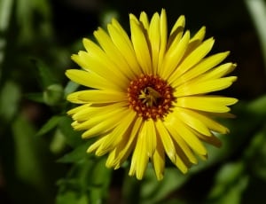 closeup of yellow petal flower during daytime thumbnail