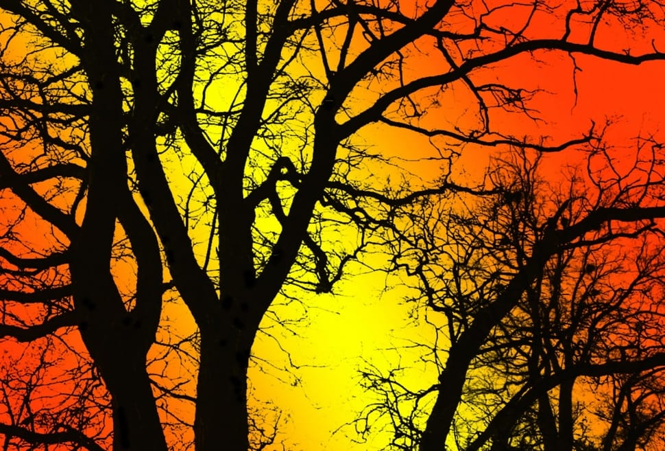 black and orange leafless tree preview