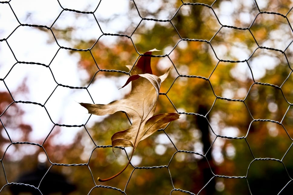 brown dried leaf and chain link fence preview