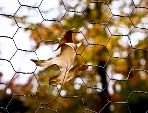 brown dried leaf and chain link fence thumbnail