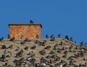 flock of Rock Pigeons in roof thumbnail