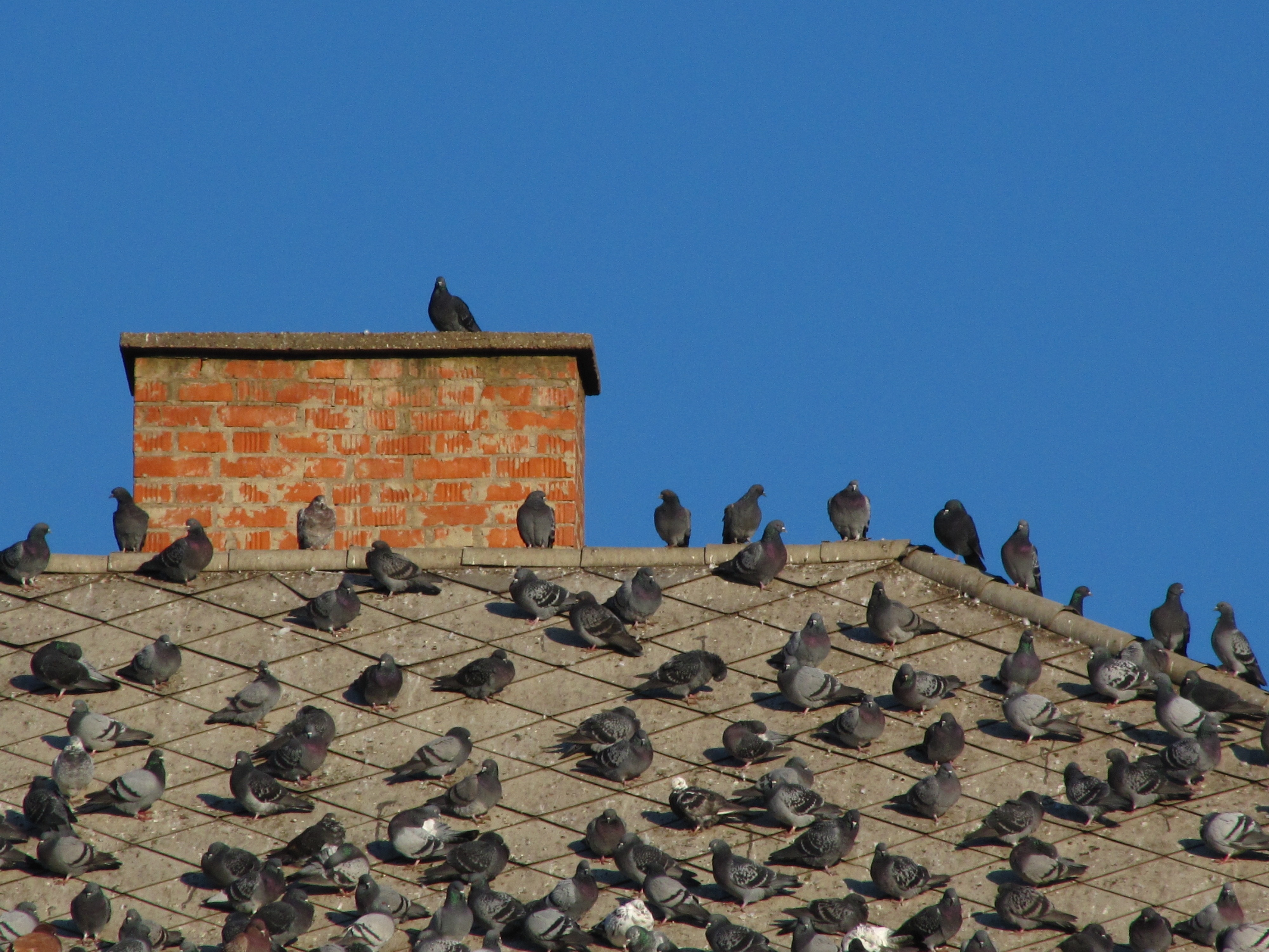 flock of Rock Pigeons in roof