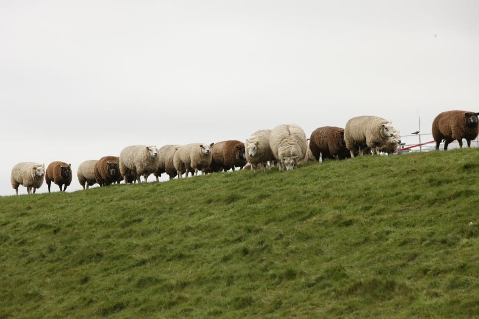 herd of sheep preview