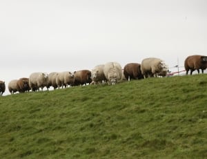herd of sheep thumbnail
