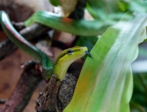 green and yellow snake thumbnail