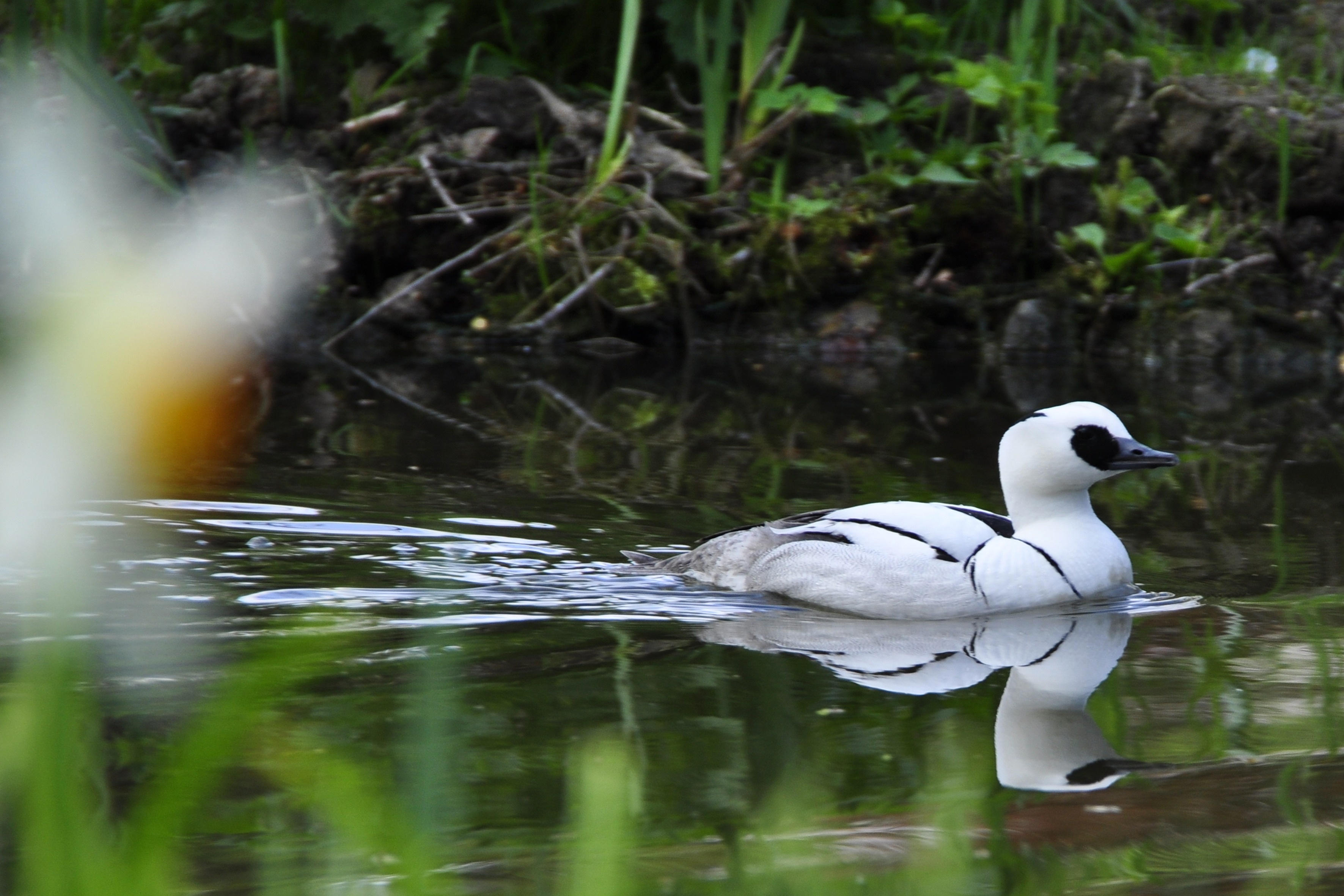white and black feathered short beak bird