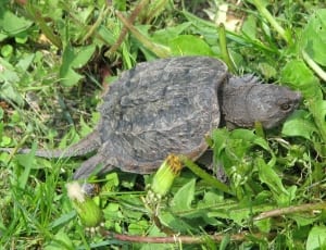 black snapping turtle thumbnail