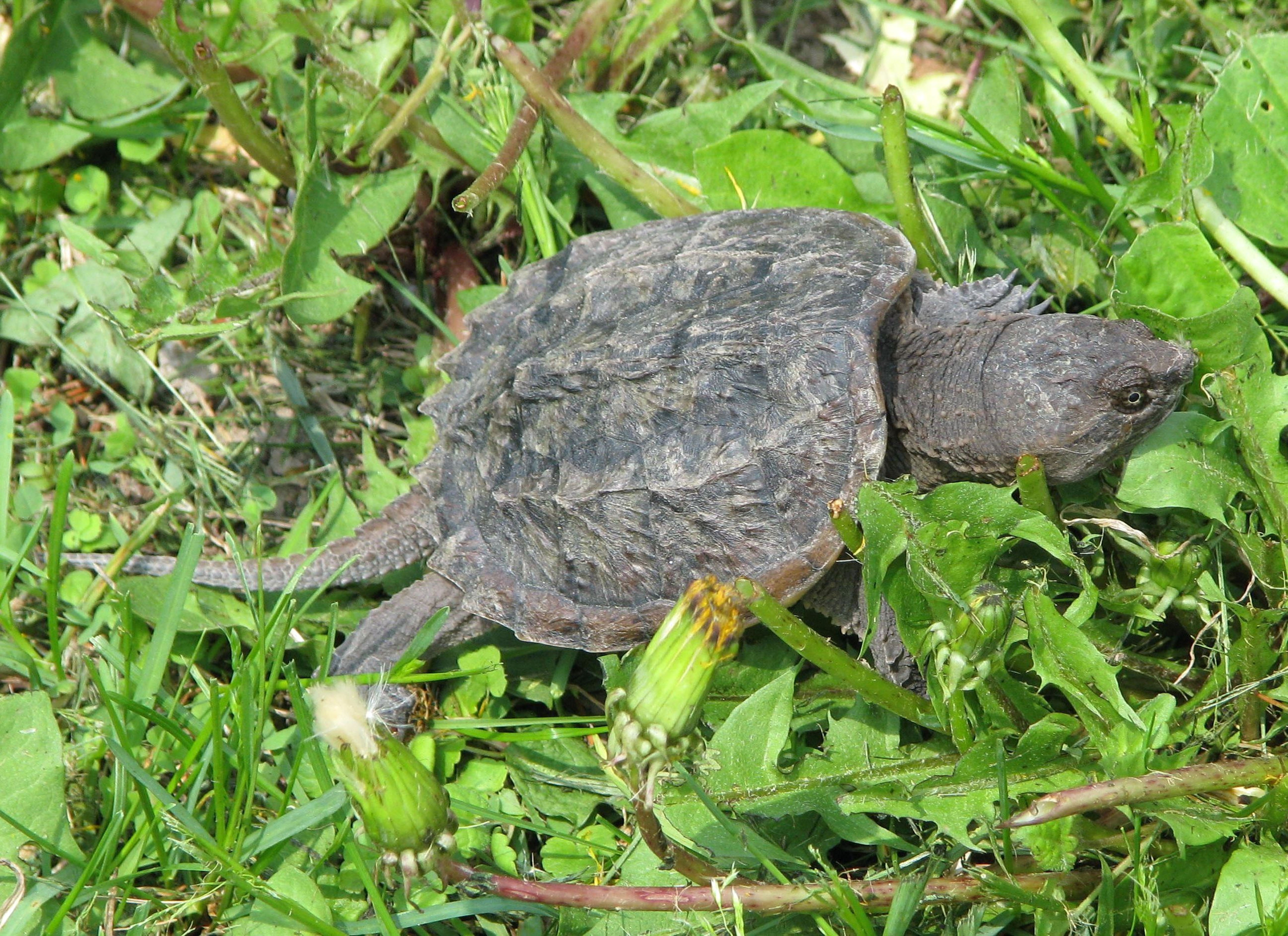 black snapping turtle