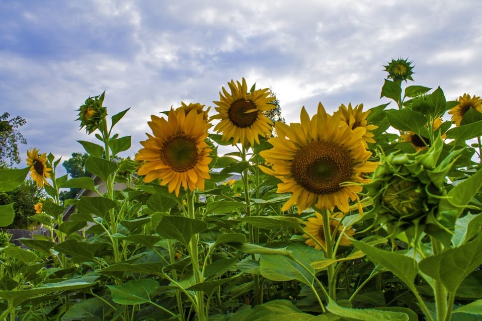 yellow sunflower lot preview